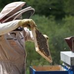 Ako používať váhu na včelie úle?